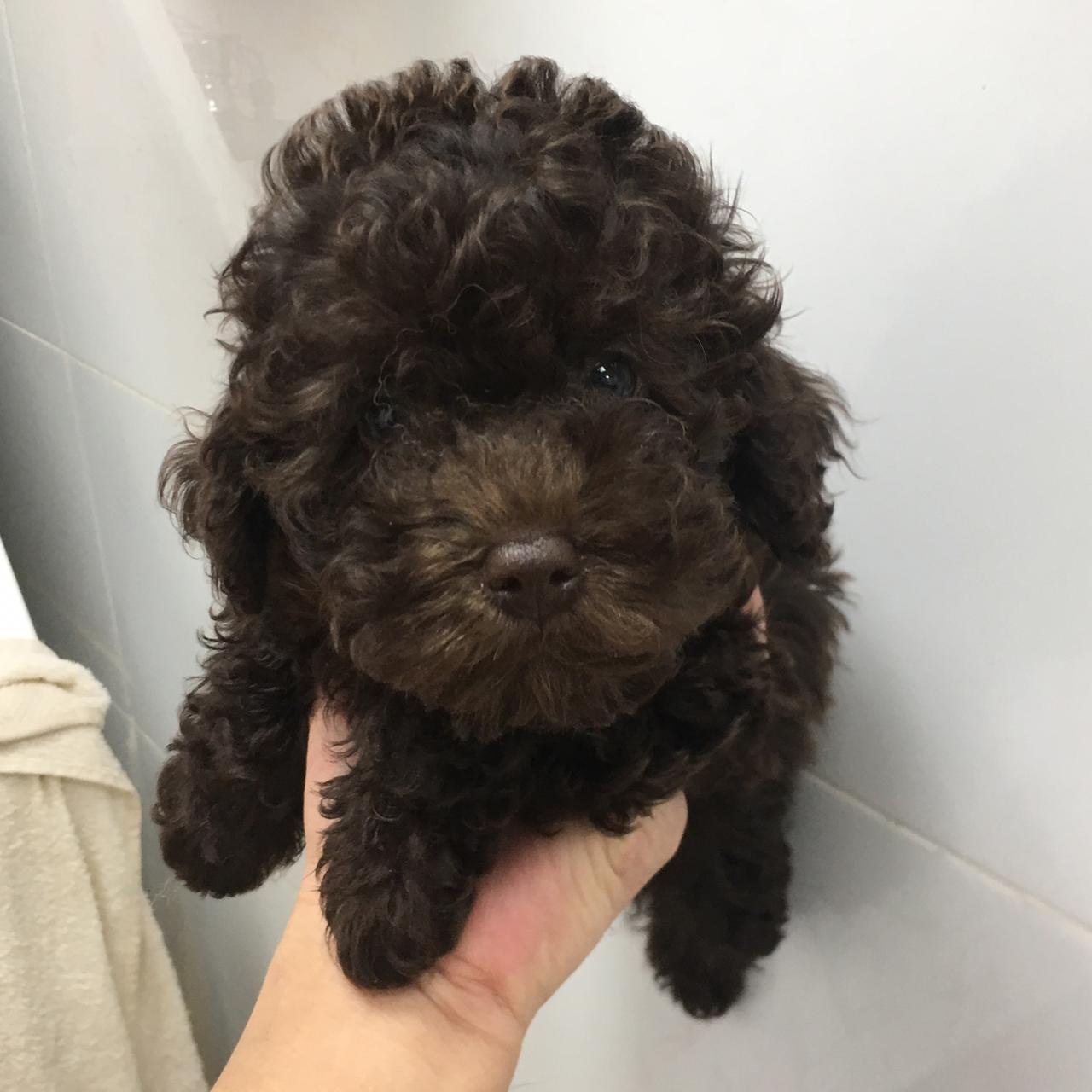 Chocolate Toy Poodle