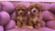 Maltipoo Females 