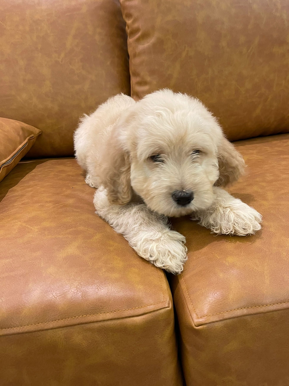 Miniature : doodle Male Puppy 2