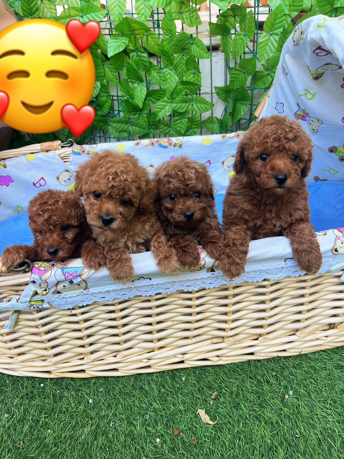 Toy Poodle Pups