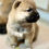 Thumbnail: Shiba inu puppies 