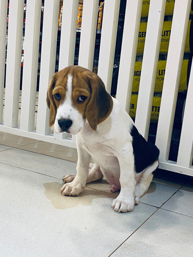 Beagle Size Beagle Puppy Months Old Beagle Male Puppy Petholicks