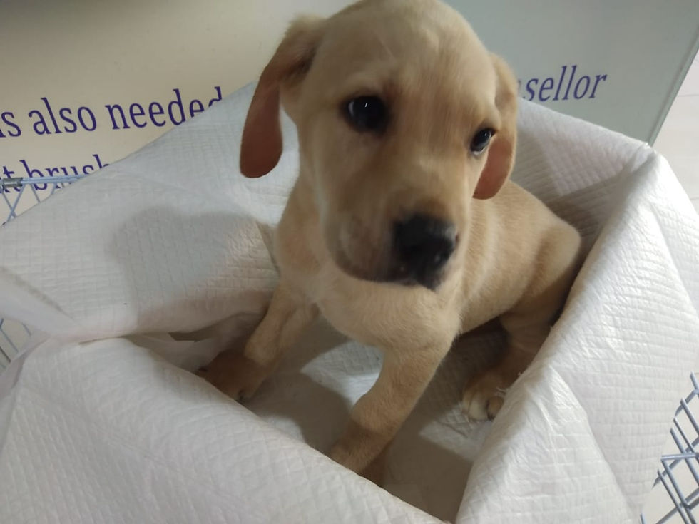 Miniature : Labrador puppies available  9