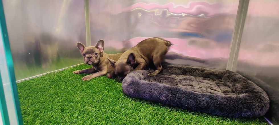 Thumbnail: French Bulldog Puppies