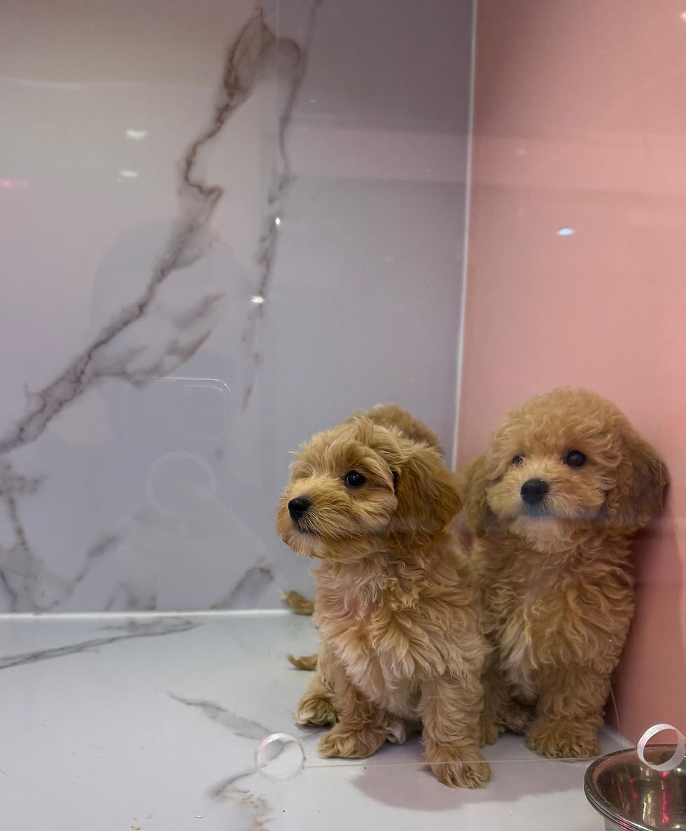 Thumbnail: Maltipoo Puppies 