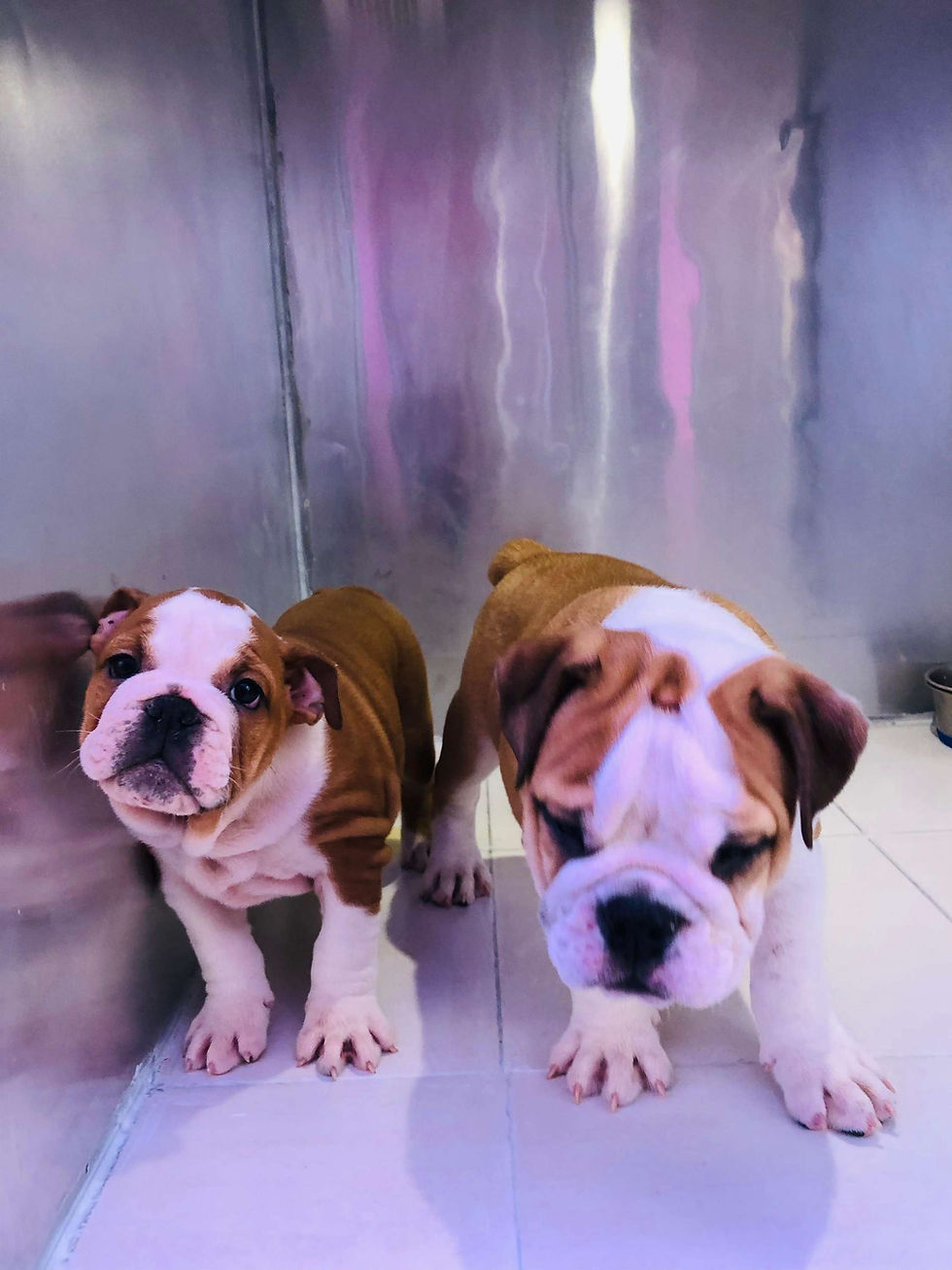 Miniature : English bulldog pup 7