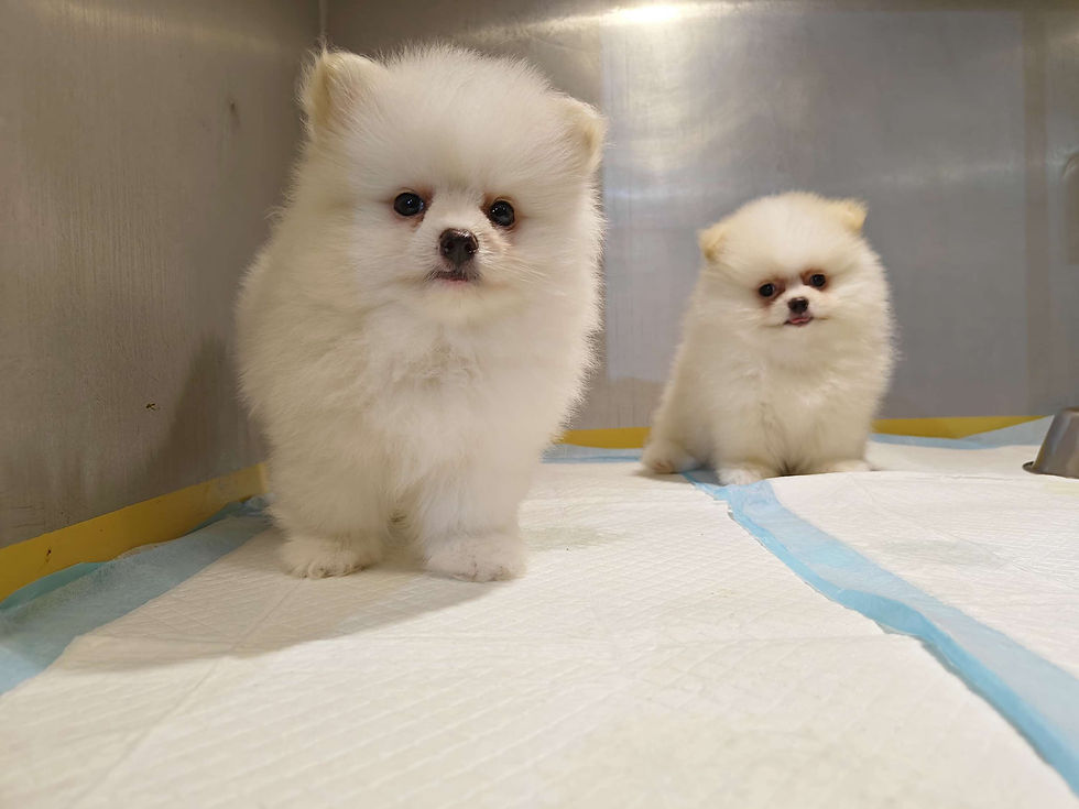 Tea Cup Pomeranian 1