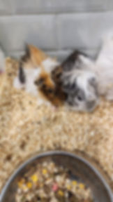 Guine pigs 1