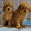 Thumbnail: Toy Poodle Puppies