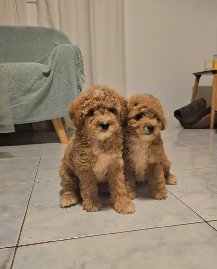 Miniature : Cavapoo puppy 3