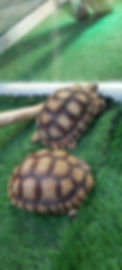 Natural Brown Sulcata Tortoise