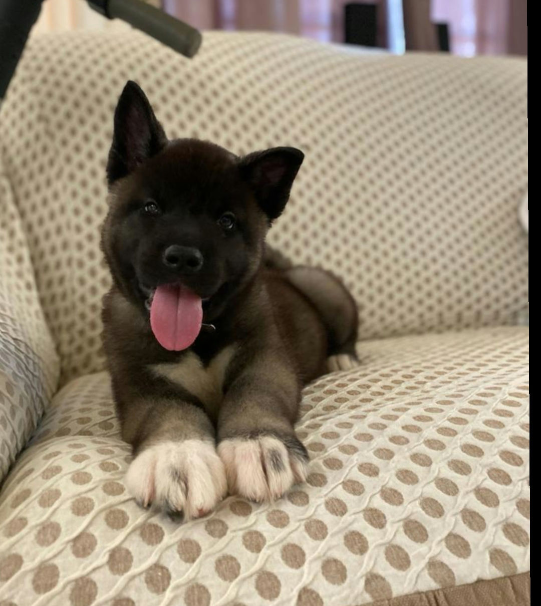 Americian Akita Puppies