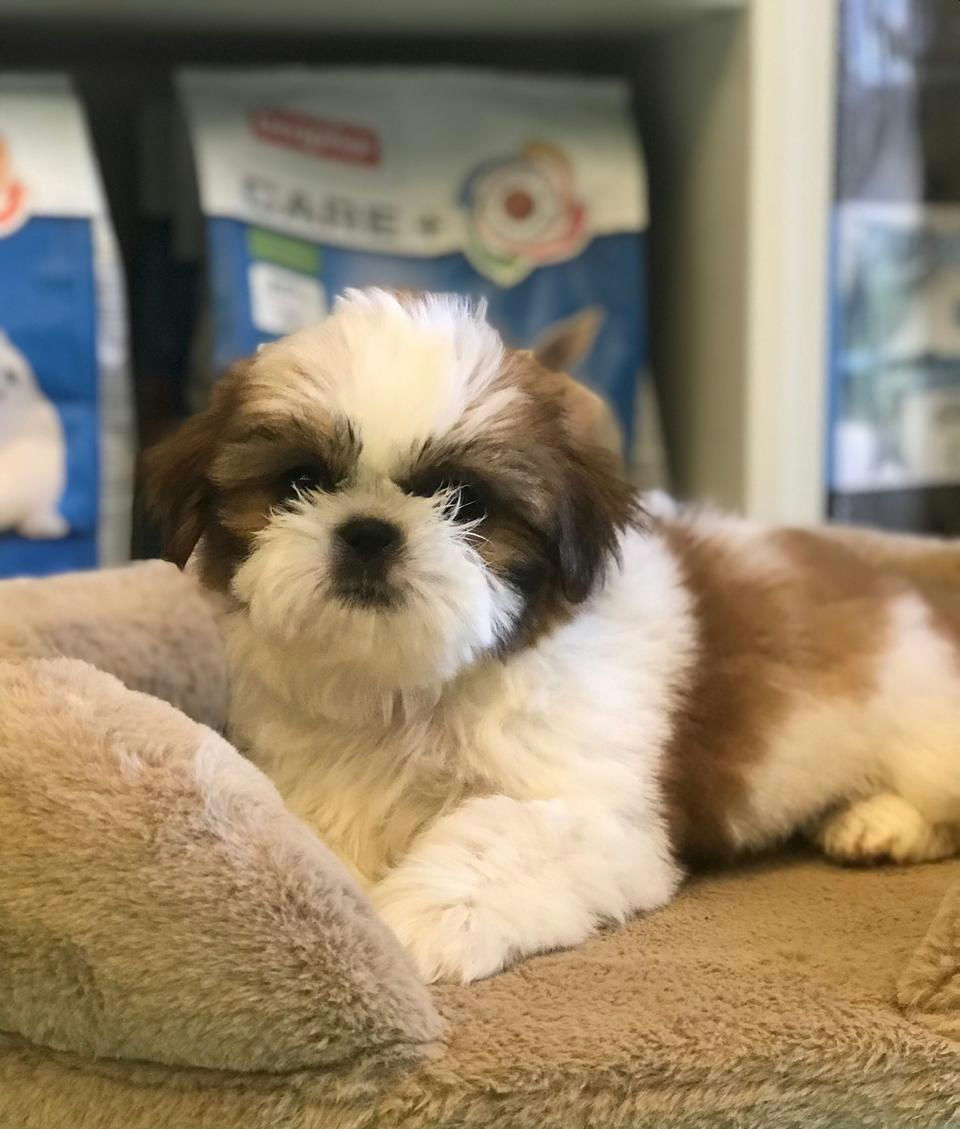Миниатюра: White Cream Shih Tzu Puppy 2