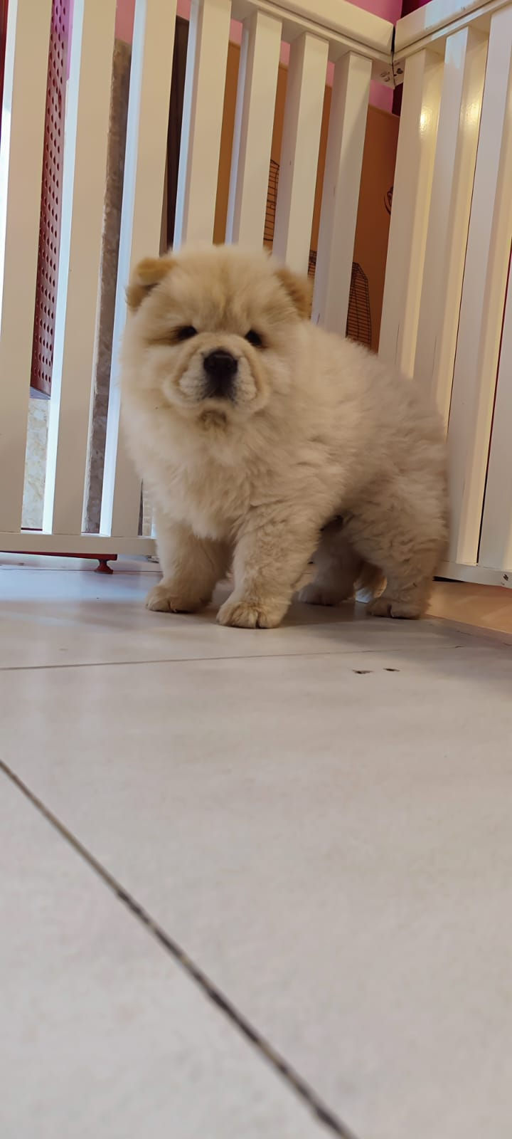 Miniature : Chowchow Puppies 5