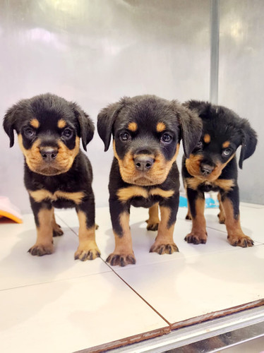 Rottweiler Puppies for Sale in Dubai PetHolicks Dubai