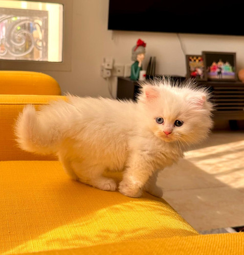 With Blue Eyes White And Orange Persian Cat Cross Breed White Cat