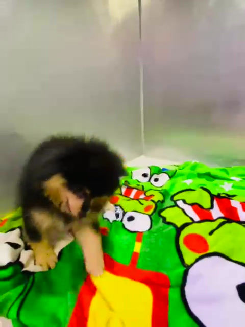 Thumbnail: Pomeranian Boy  2