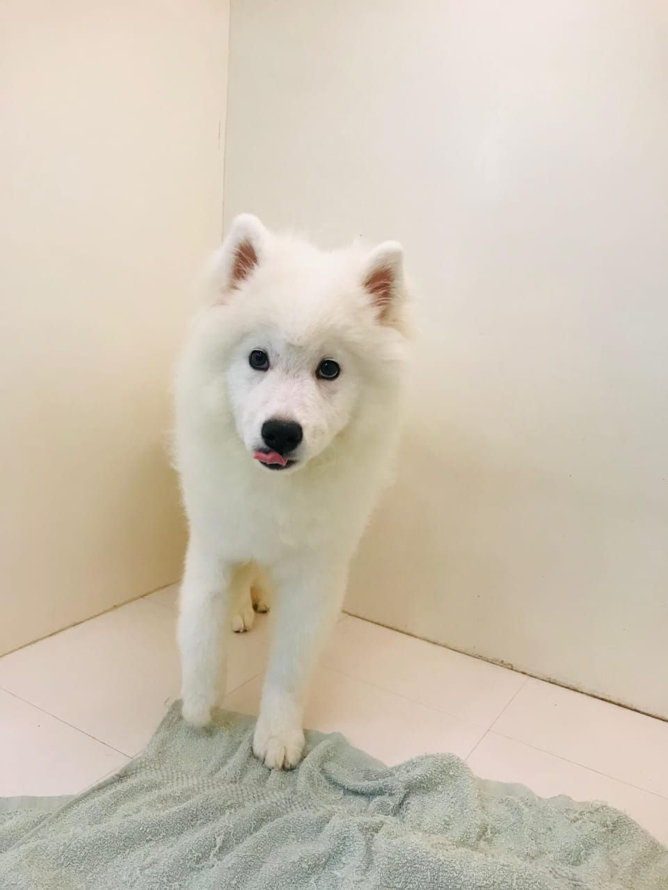 Thumbnail: Samoyed Puppy