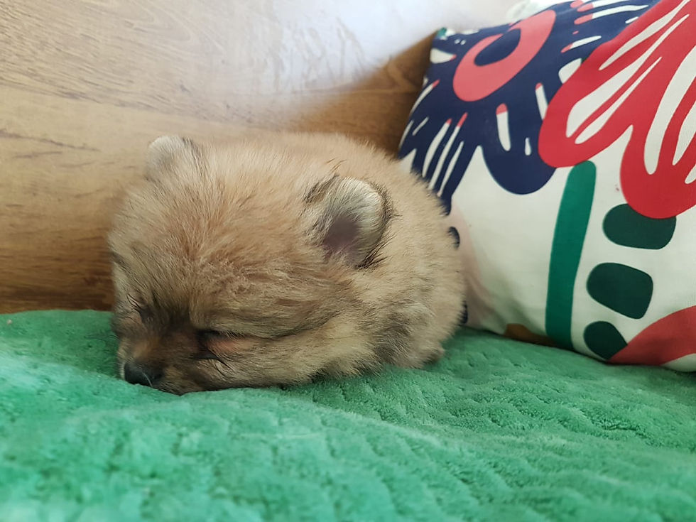 Miniature : Adorable toy pomeranians  3