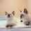 Миниатюра: Siamese kittens  1