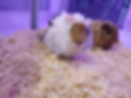 Guinepigs
