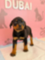 Миниатюра: Rottweiler Female Puppy 