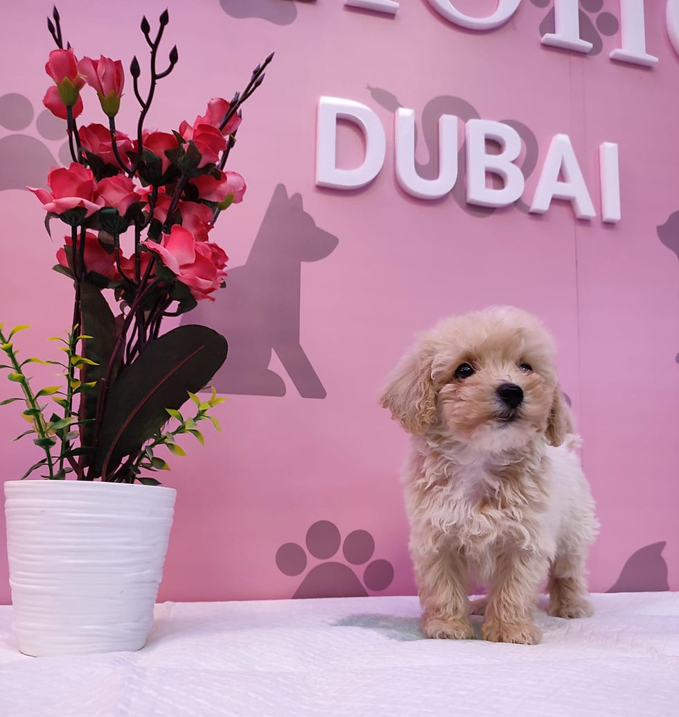 Miniature : Maltipoo Puppies  6