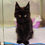 Thumbnail: Amazing Black Mainecoon
