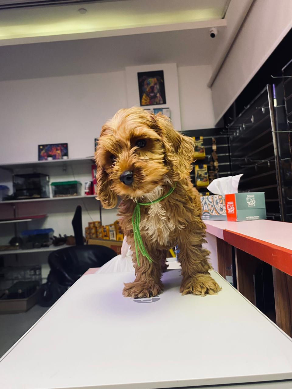 Miniature : Cocapoo Puppies 6