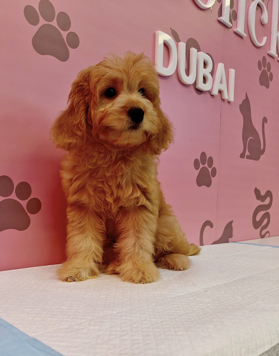 Miniatura: Cocapoo Pups