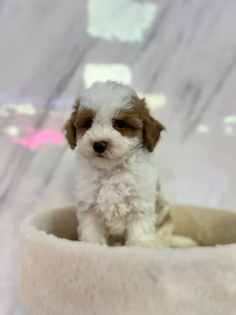 Miniature : Cream Apricot Maltipoo Puppy