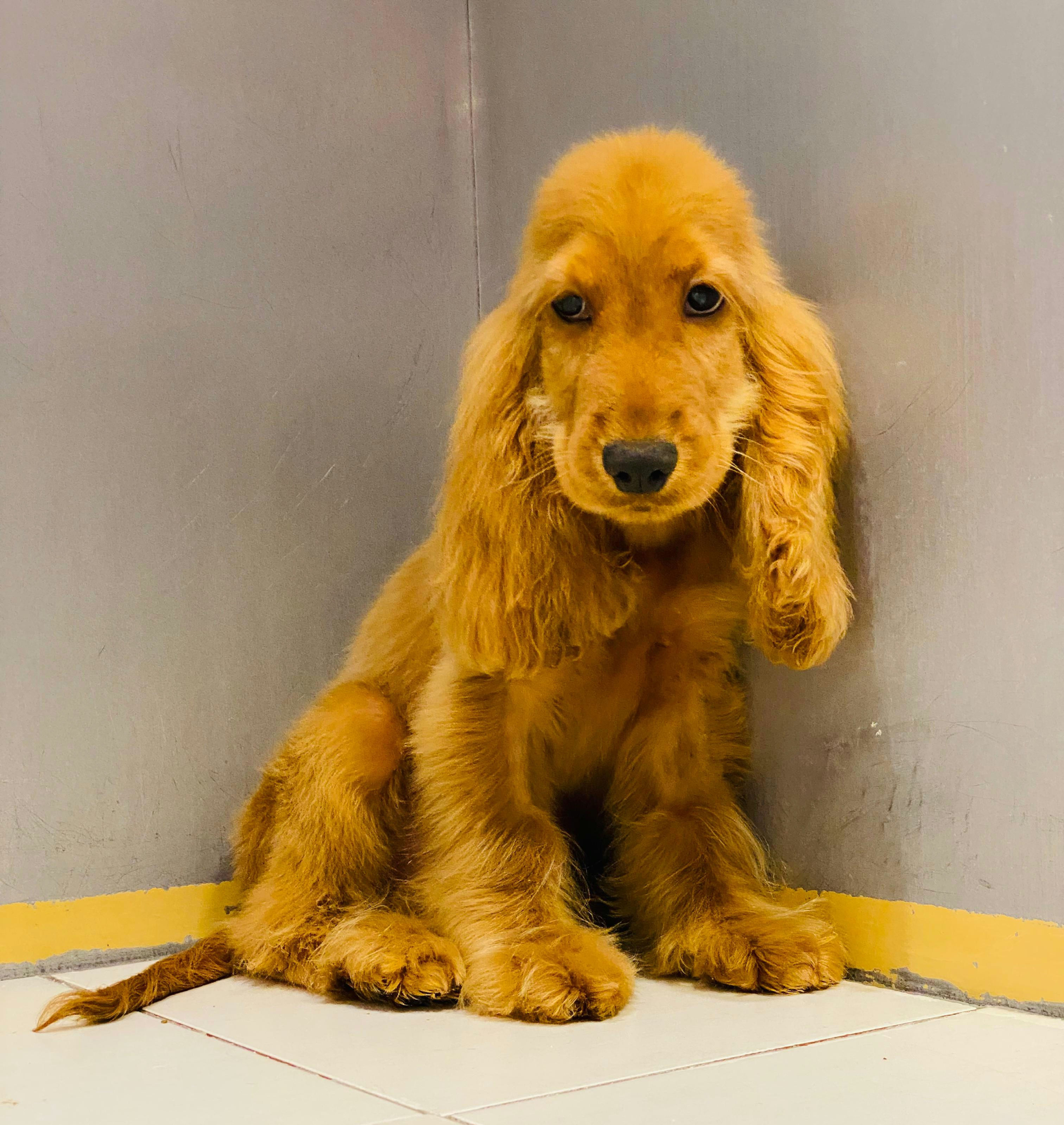 Cockier Spaniel Male