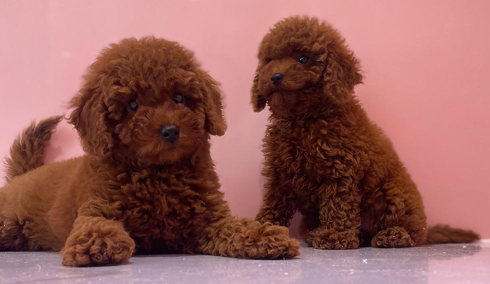 Thumbnail: Toy Poodle Puppy