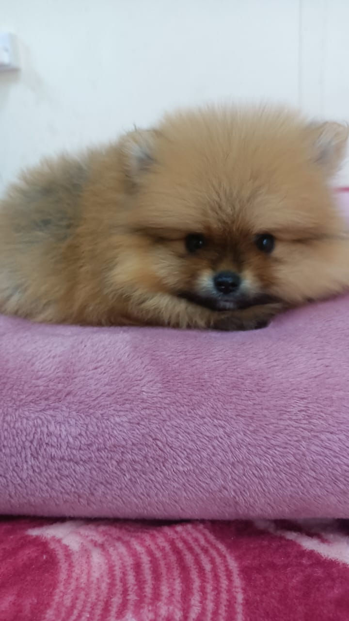 Thumbnail: Toy Pomeranian Puppy 