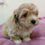 Thumbnail: Maltipoo Puppy 