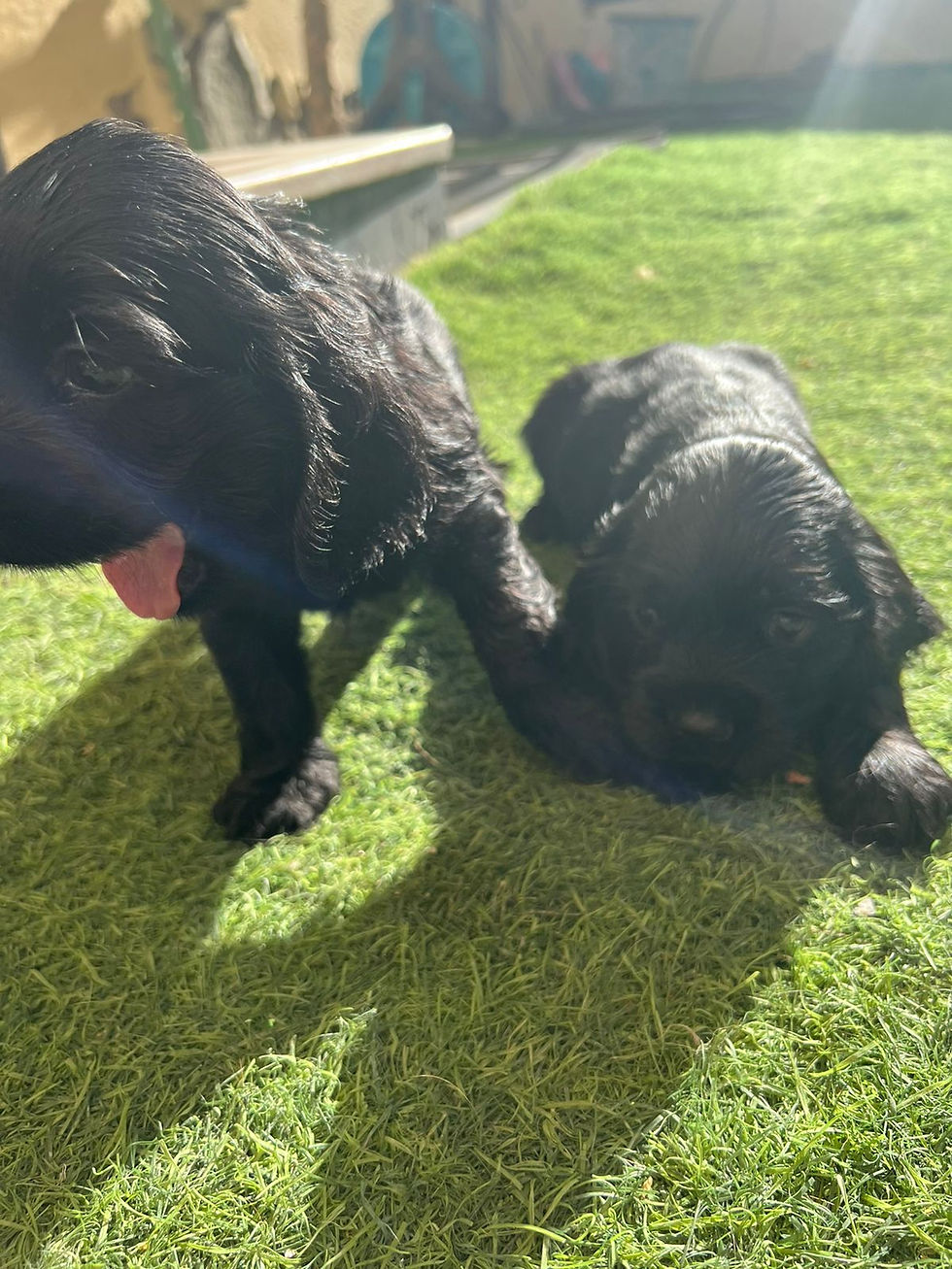 Thumbnail: Black cockier spaniel puppy 