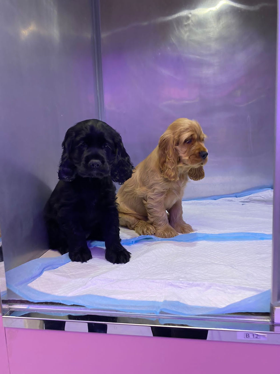 Миниатюра: English Cockier Spaniel 7