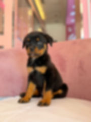Rottweiler Female Puppy 