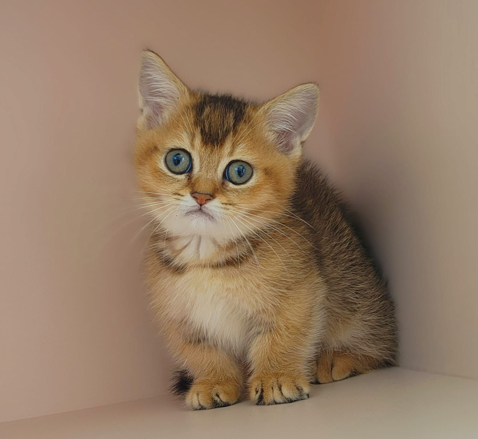 Munchkin Kitten Golden Chinchilla Ny12