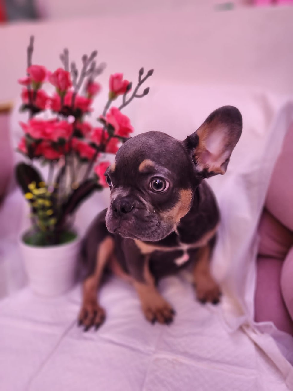 Blue & Tan French Bulldog Puppy 1