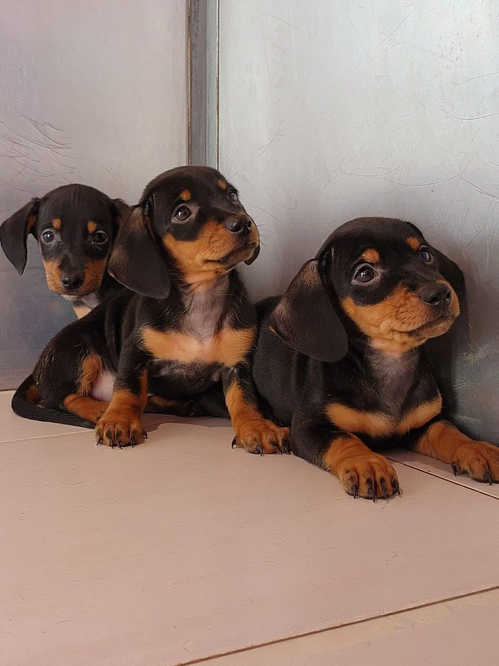 Miniature : Dachshund puppies 2