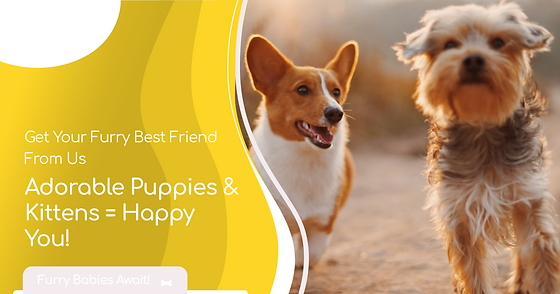Puppies and kittens for sale cheap