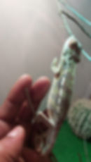 Panther chameleon 1