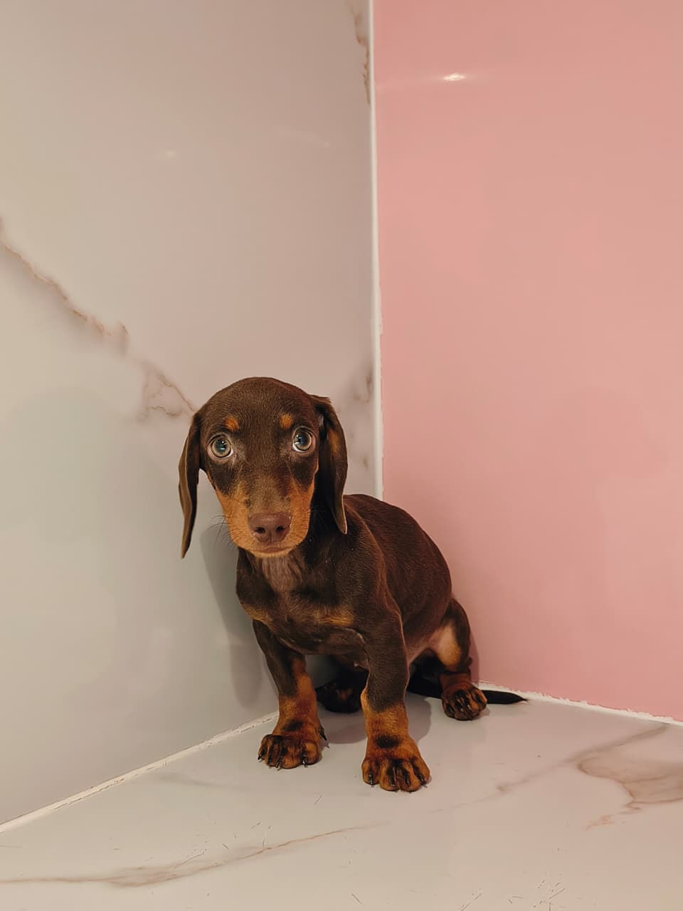 Miniatura: Miniature Dachshund puppies 