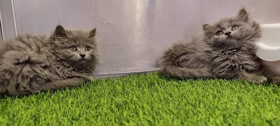 Thumbnail: British Long Hair Kitten