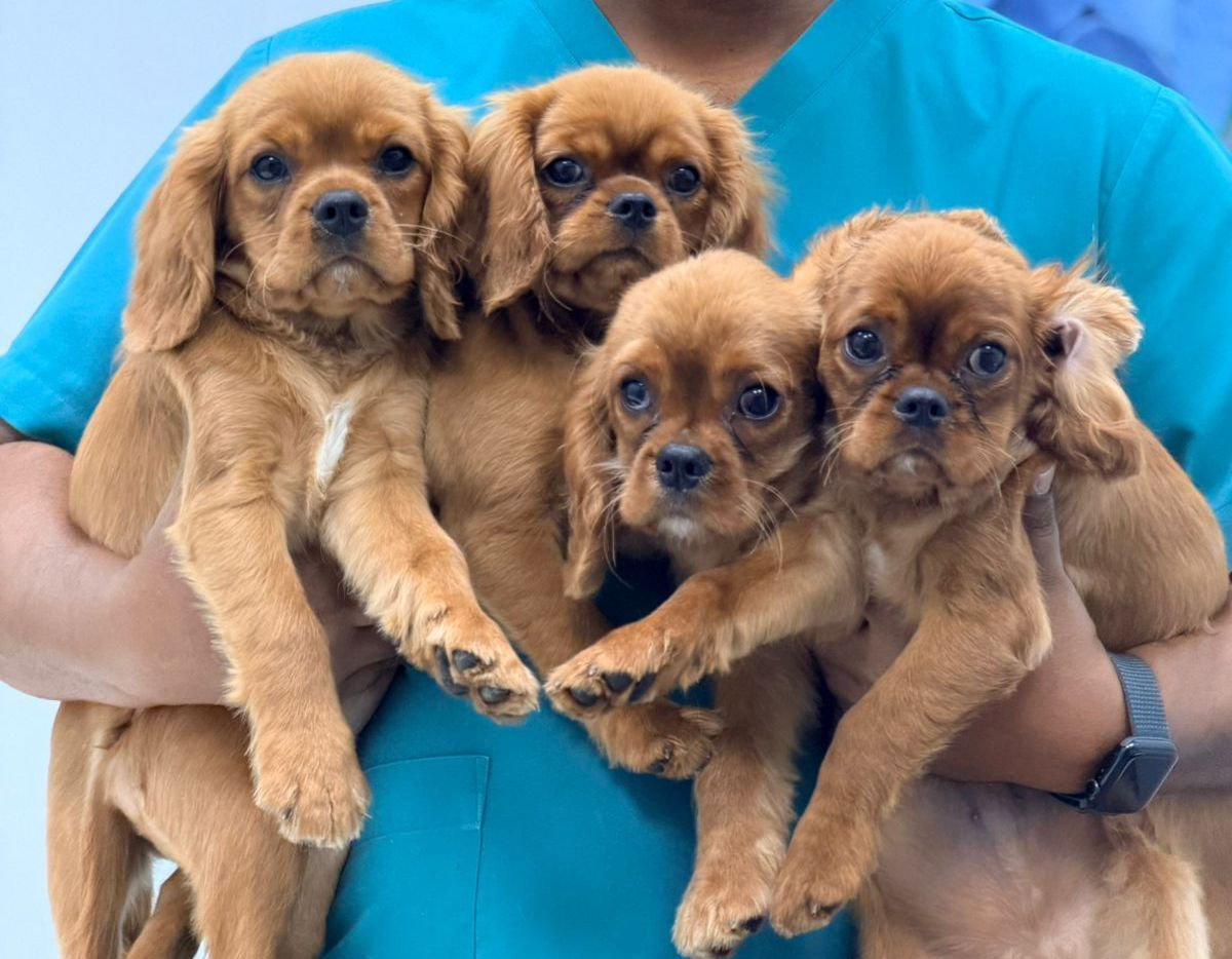 King Charles Cavalier