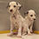Thumbnail: Dalmation puppies  2