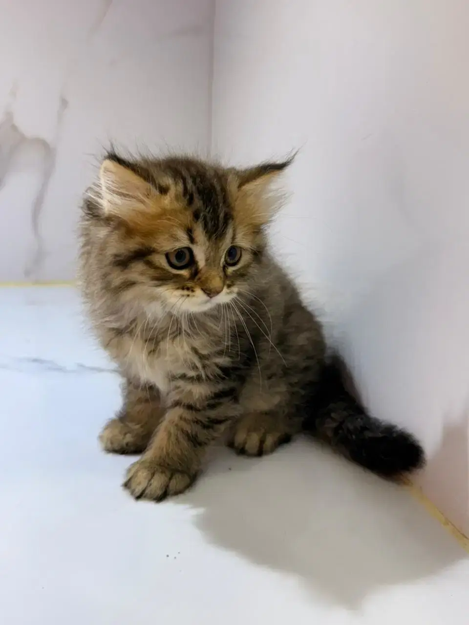 Dark Brown Tabby Siberian Kitten for Sale in Dubai 1