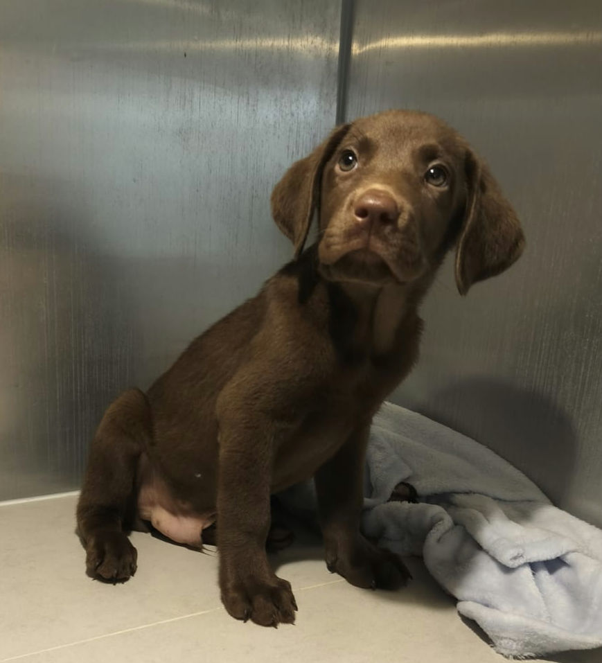 Chocolate Labrador Male Puppy 1
