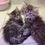 Thumbnail: Siberian Kittens